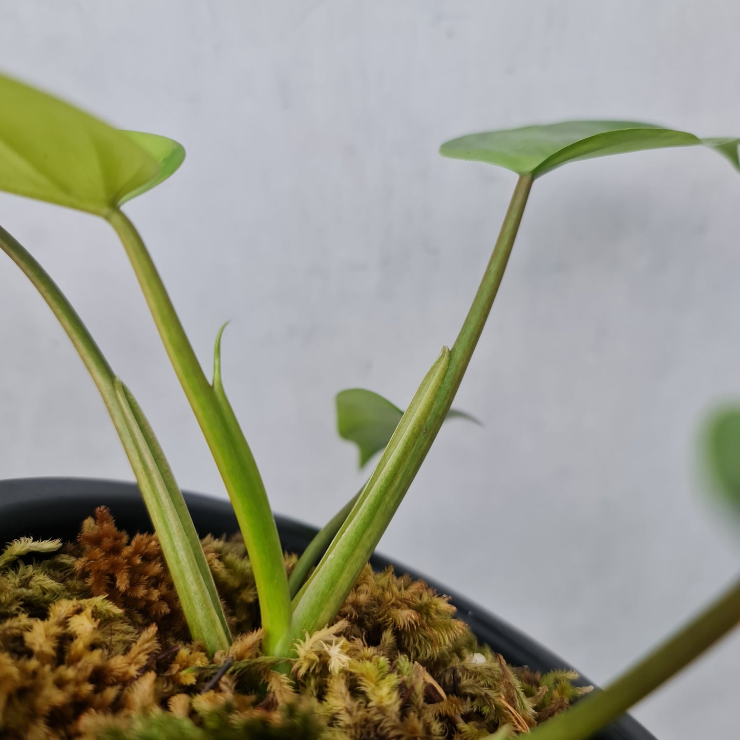 Philodendron Avocado Shake Variegated RARE Tropical Plants KOKONATPLANT