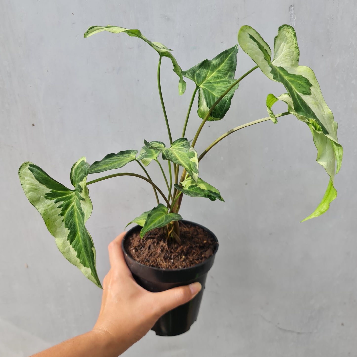 Syngonium Three King Variegated Tropical Plants KOKONATPLANT
