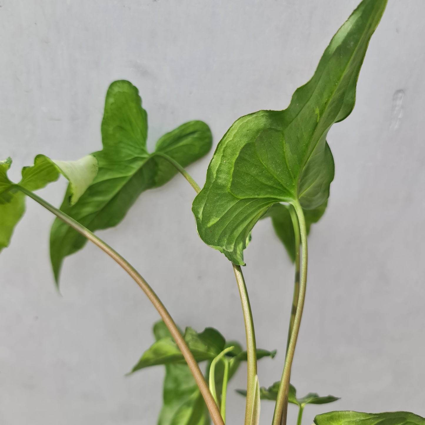 Syngonium Three King Variegated Tropical Plants KOKONATPLANT