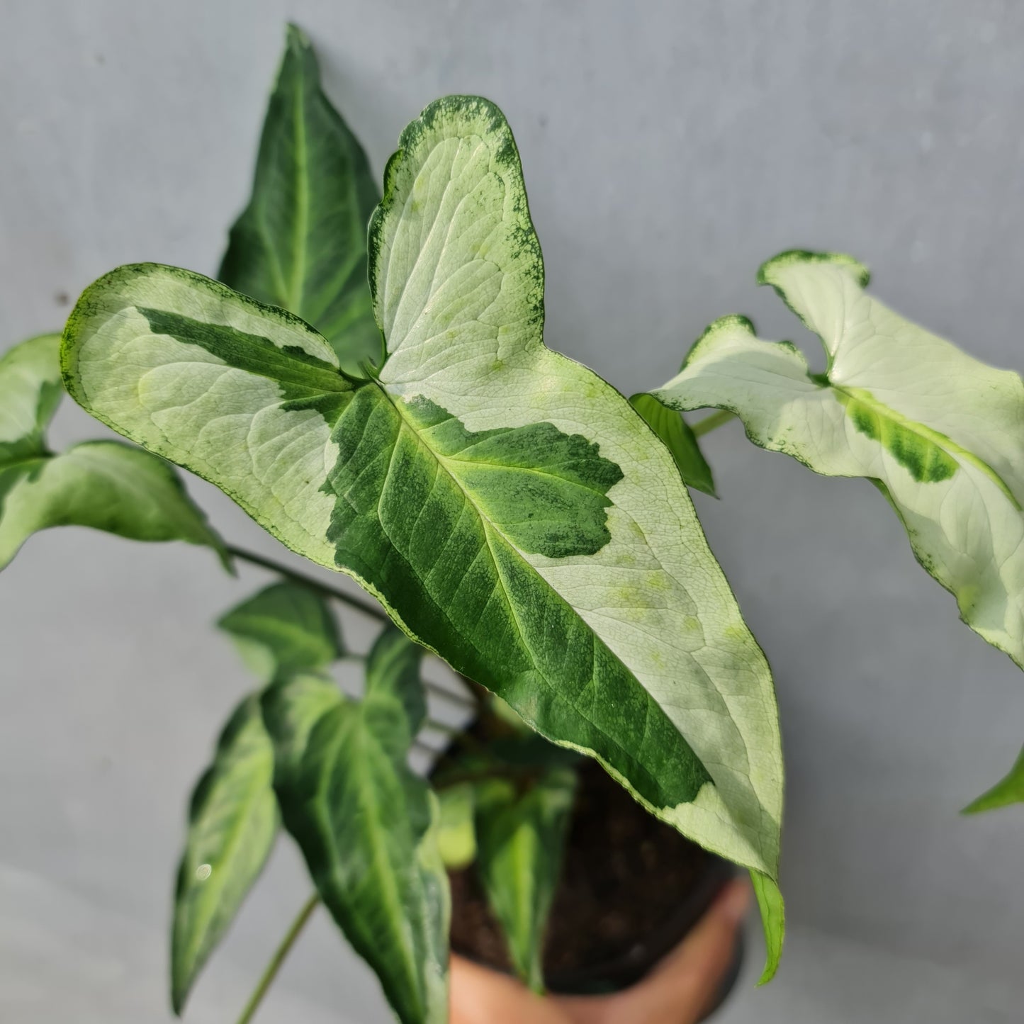 Syngonium Three King Variegated Tropical Plants KOKONATPLANT