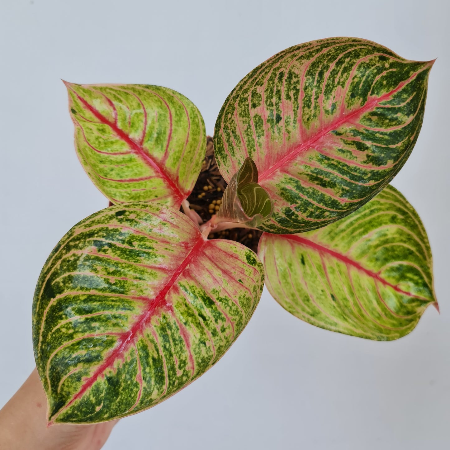 Aglaonema Hughes Tropical Plants KOKONATPLANT