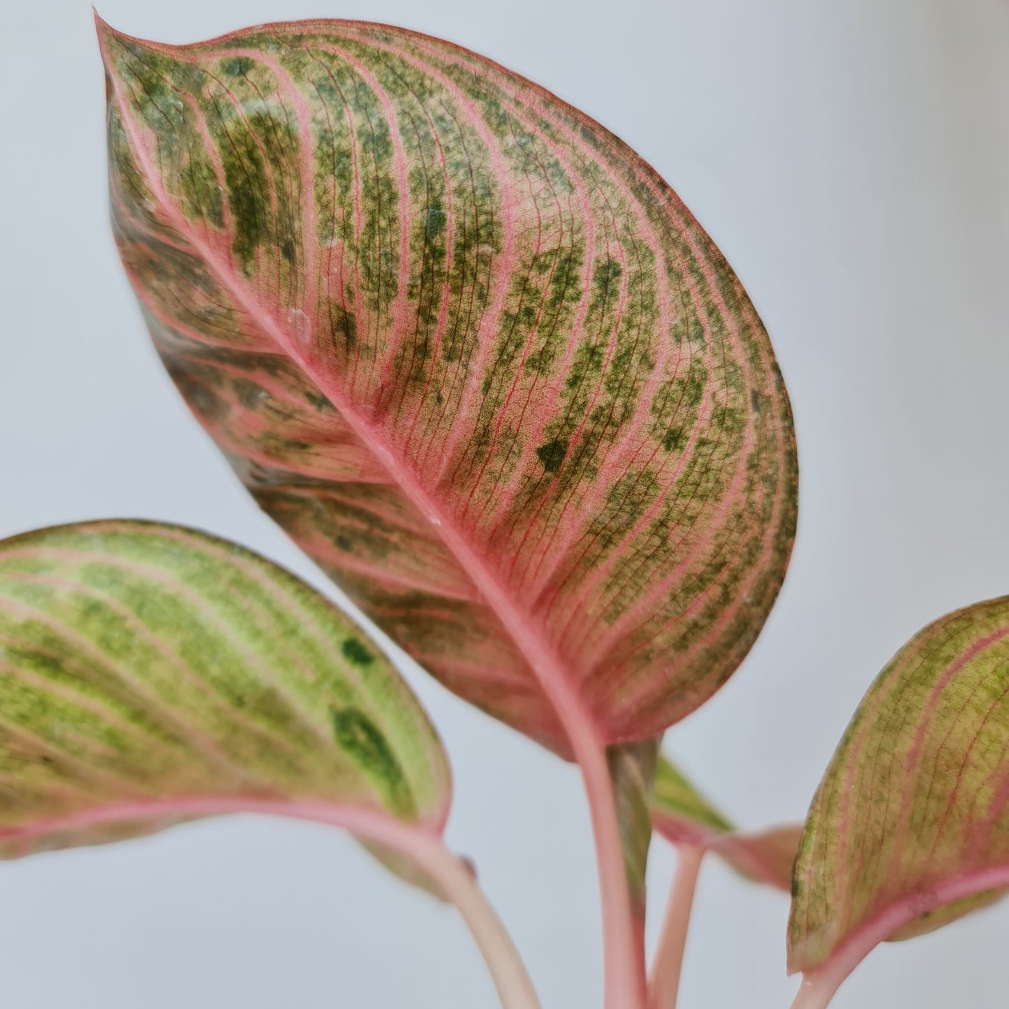 Aglaonema Hughes Tropical Plants KOKONATPLANT