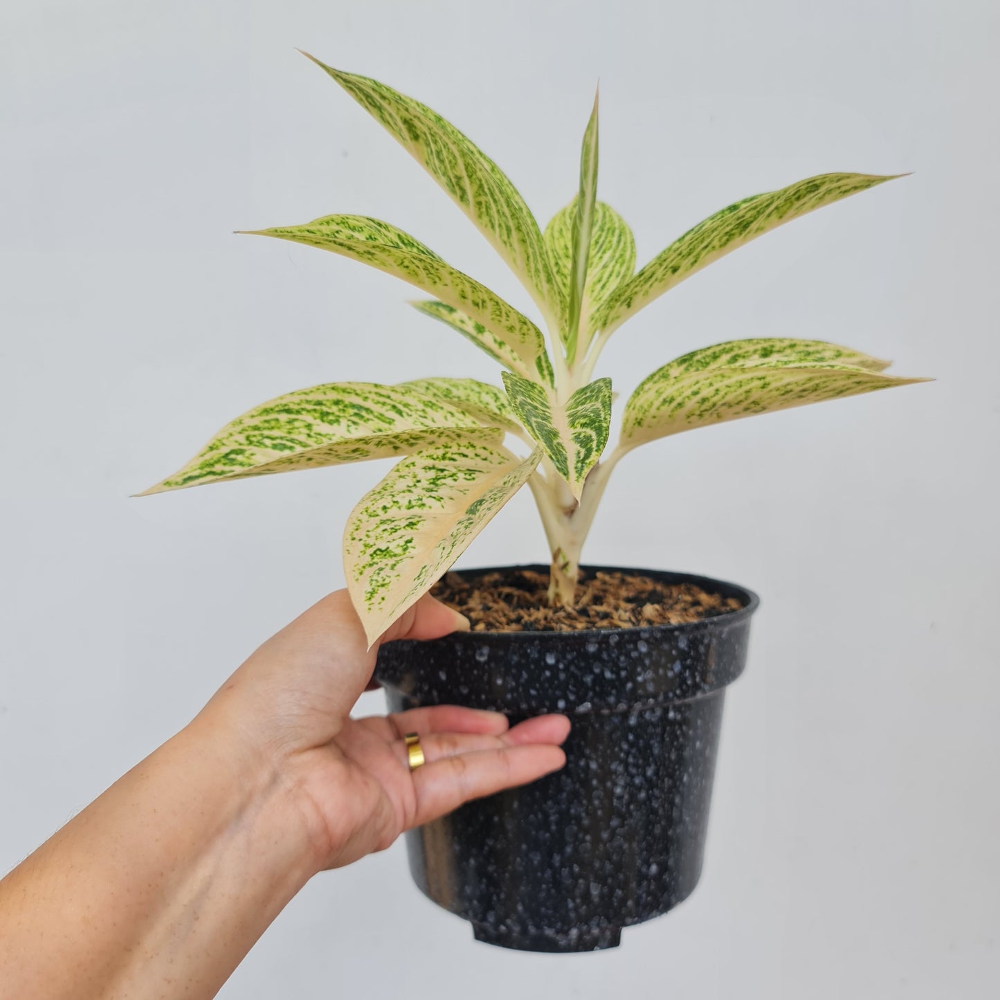 Aglaonema White Legacy Tropical Plants KOKONATPLANT