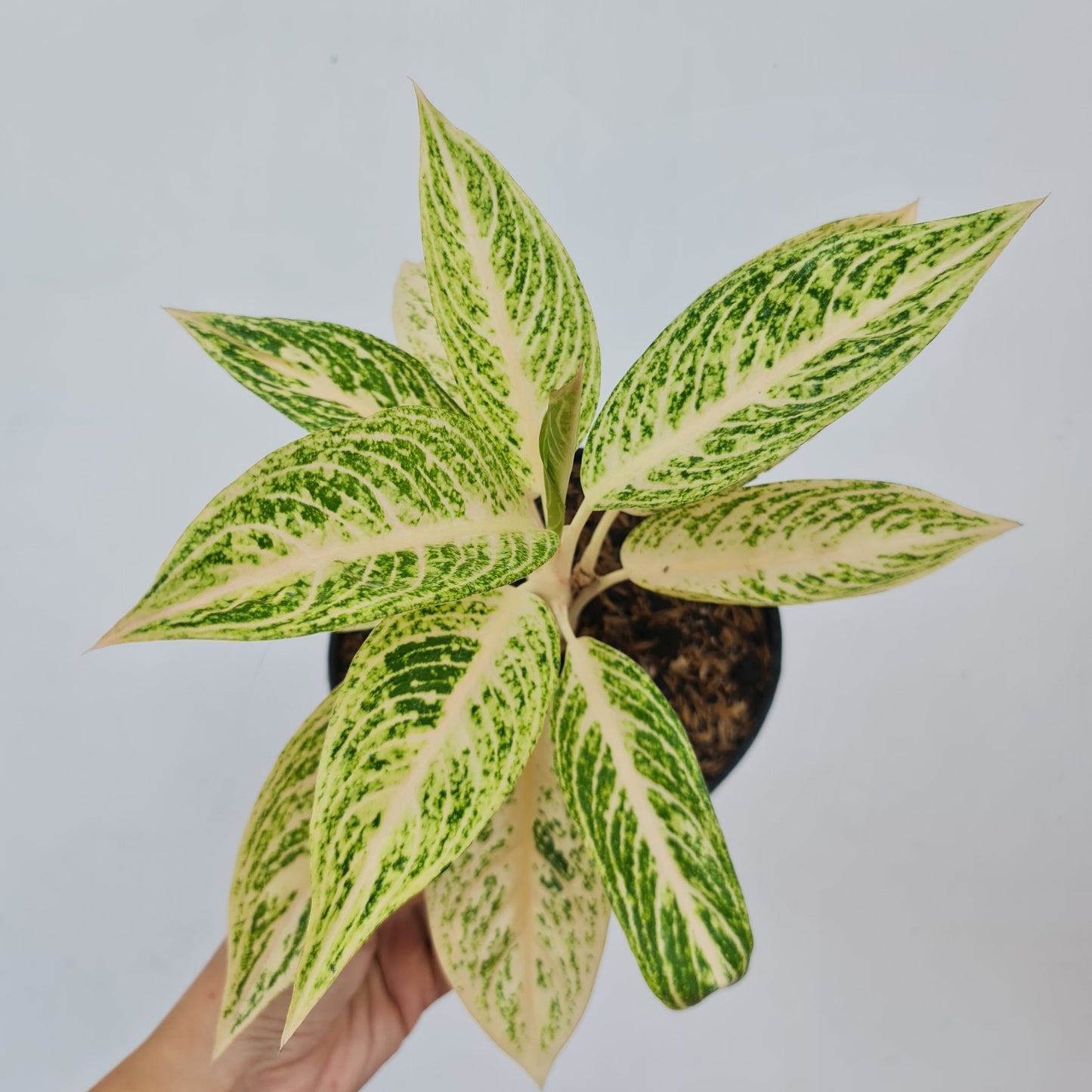 Aglaonema White Legacy Tropical Plants KOKONATPLANT