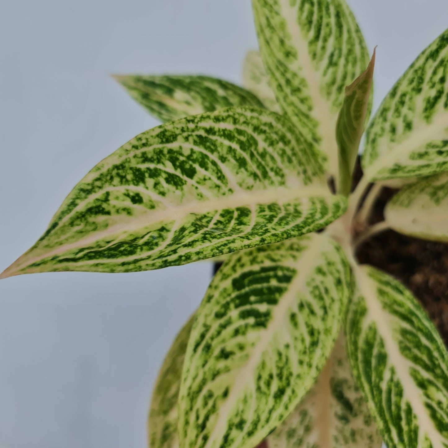Aglaonema White Legacy Tropical Plants KOKONATPLANT