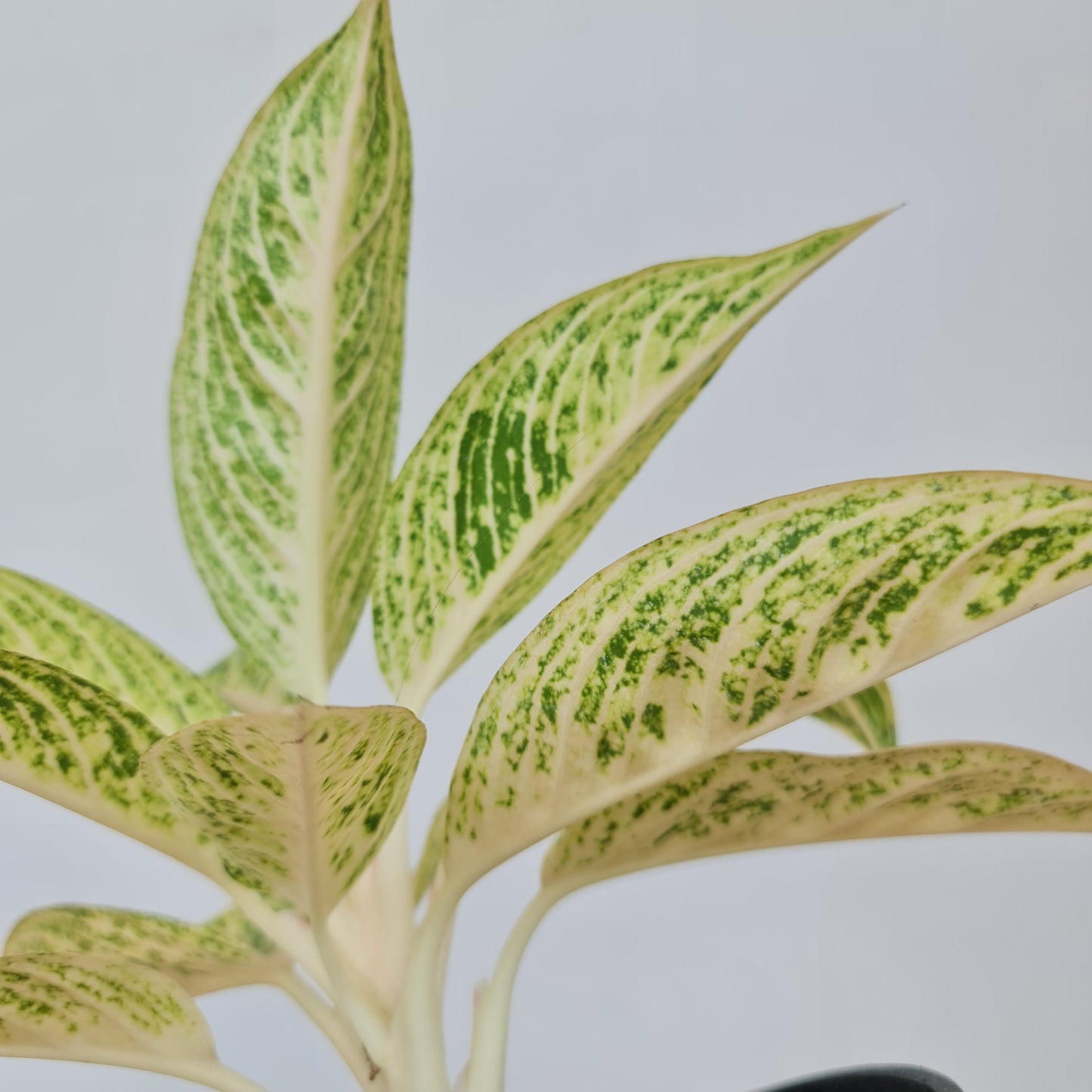 Aglaonema White Legacy Tropical Plants KOKONATPLANT