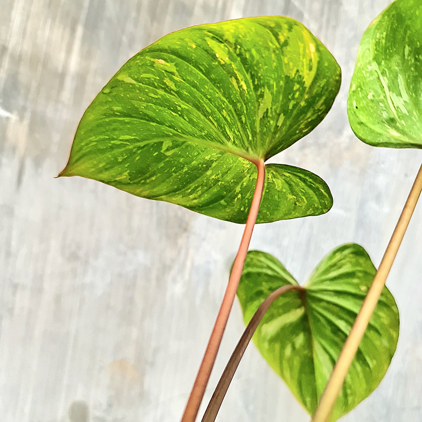 Homalomena Thai Constellation Tropical Plants KOKONATPLANT