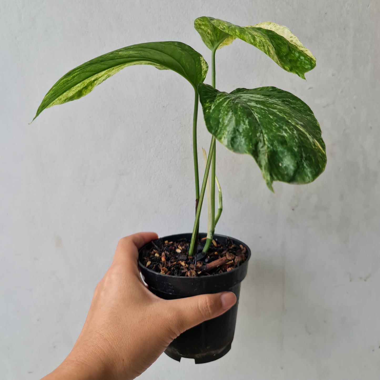 Rhaphidophora White Variegated Tropical Plants KOKONATPLANT
