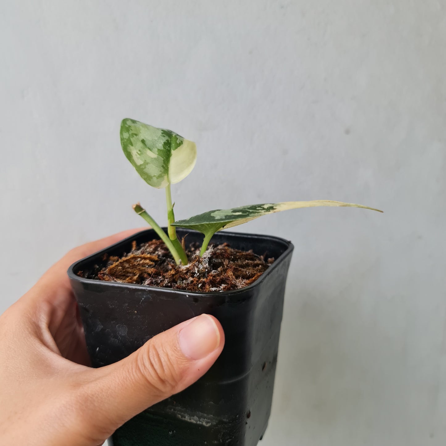 Scindapsus Mayari Tropical Plants KOKONATPLANT