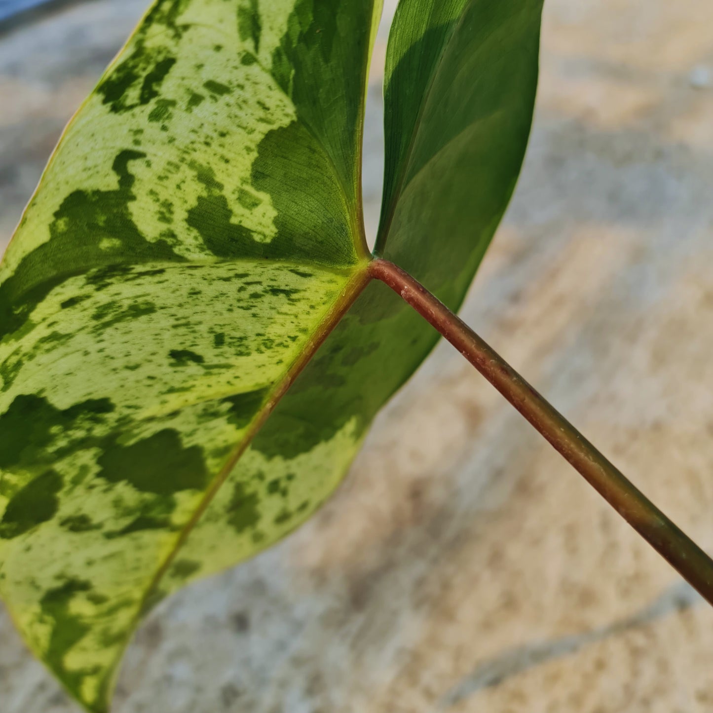 Philodendron iLsemanii Variegated Tropical Plants KOKONATPLANT
