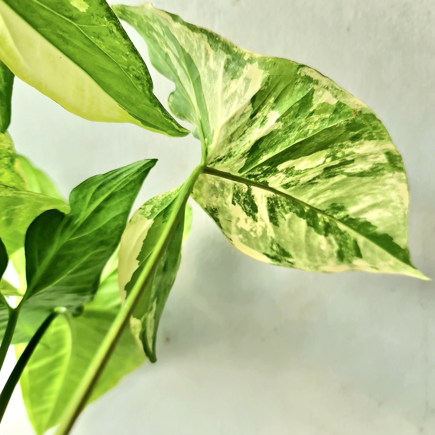 Syngonium White Butterfly Variegated Tropical Plants KOKONATPLANT