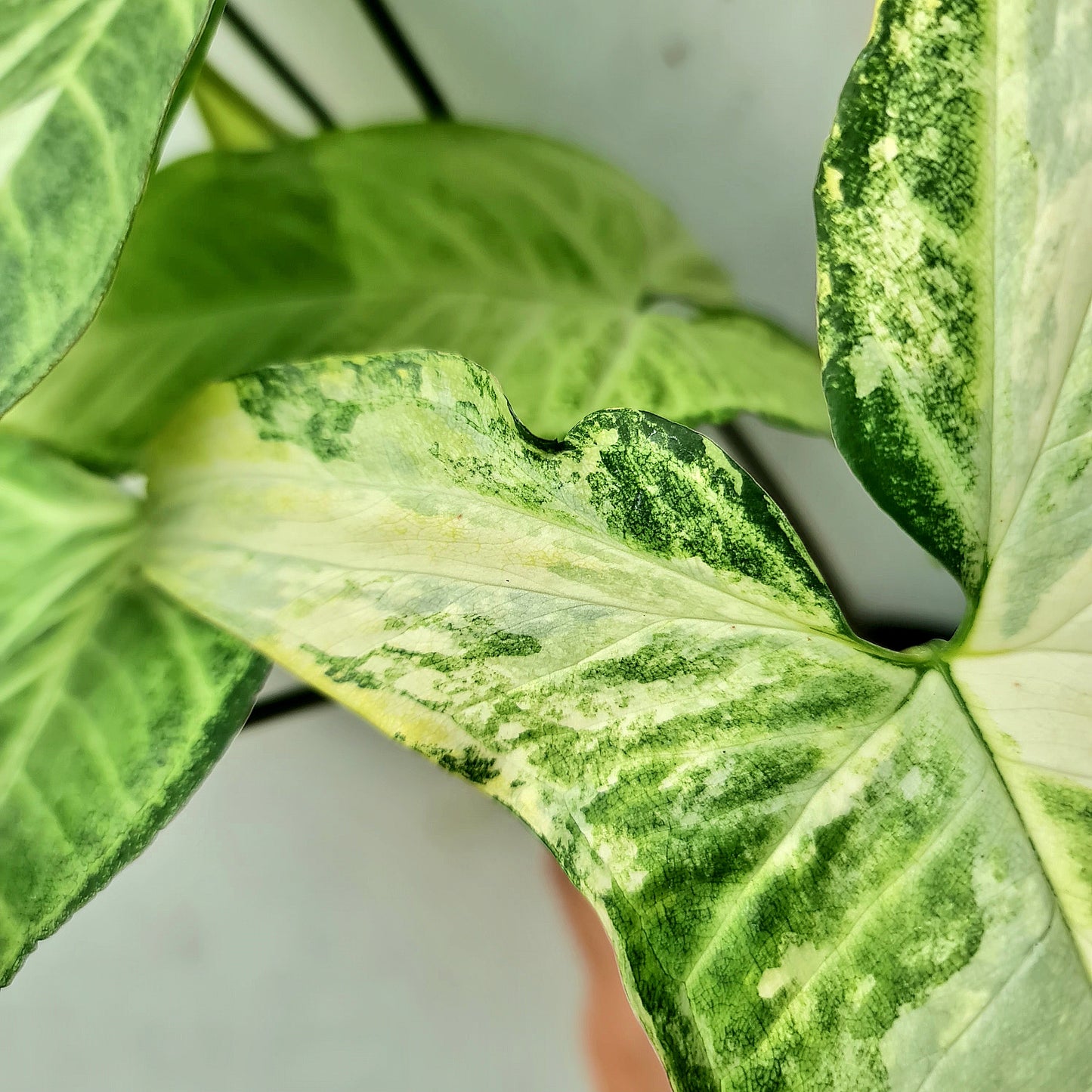 Syngonium White Butterfly Variegated Tropical Plants KOKONATPLANT