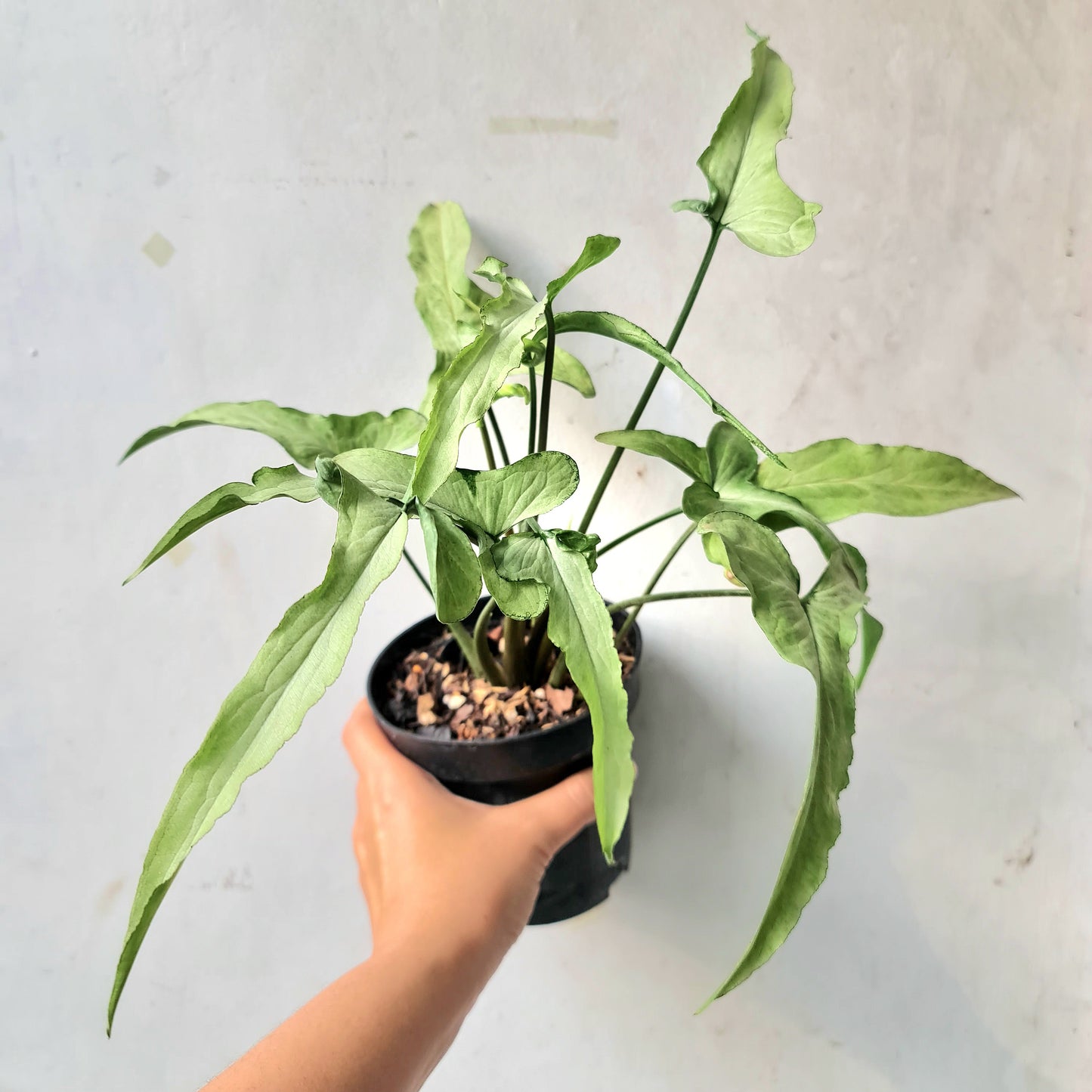 Syngonium ngern lai ma Tropical Plants KOKONATPLANT