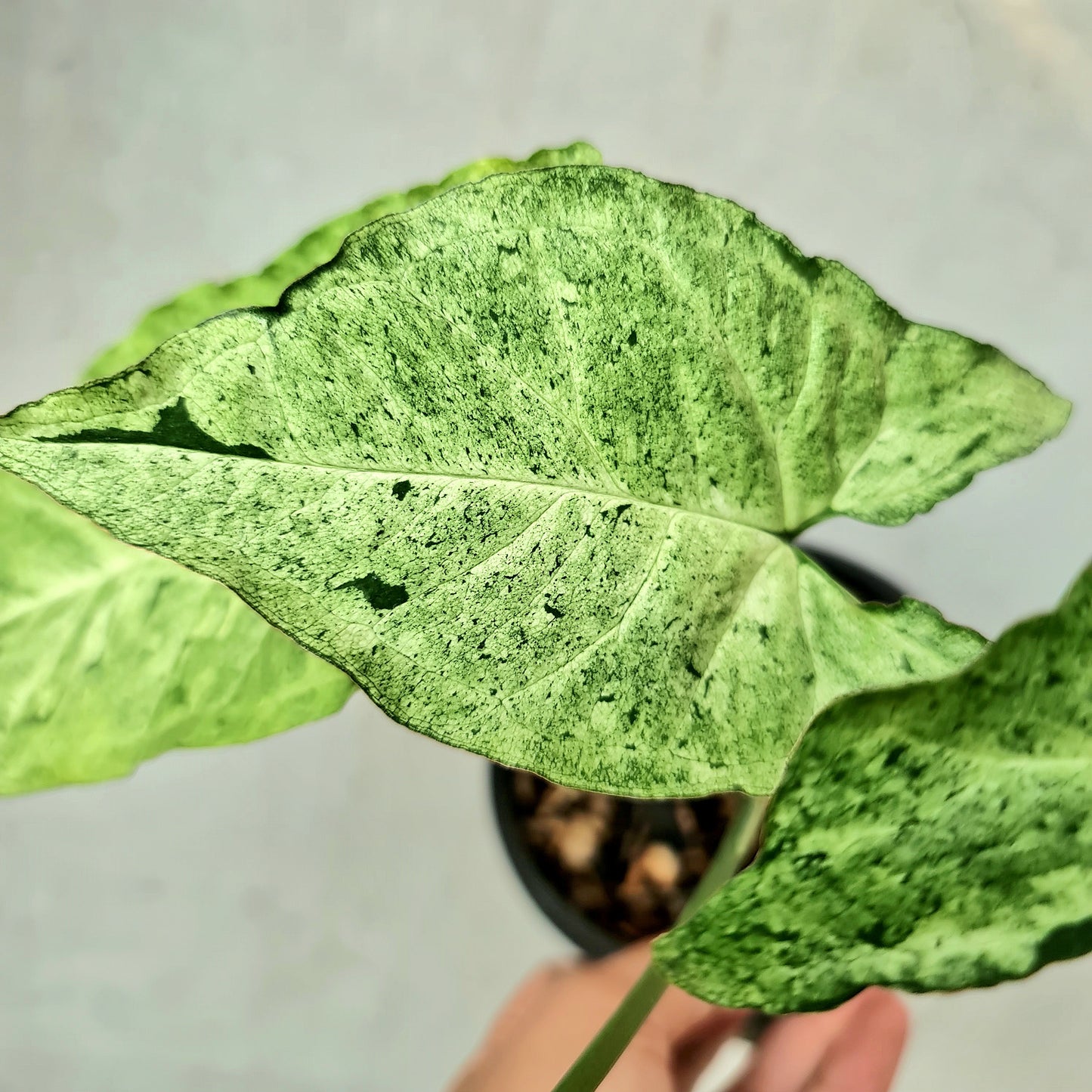 Syngonium Green Freckles Allusion Tropical Plants KOKONATPLANT