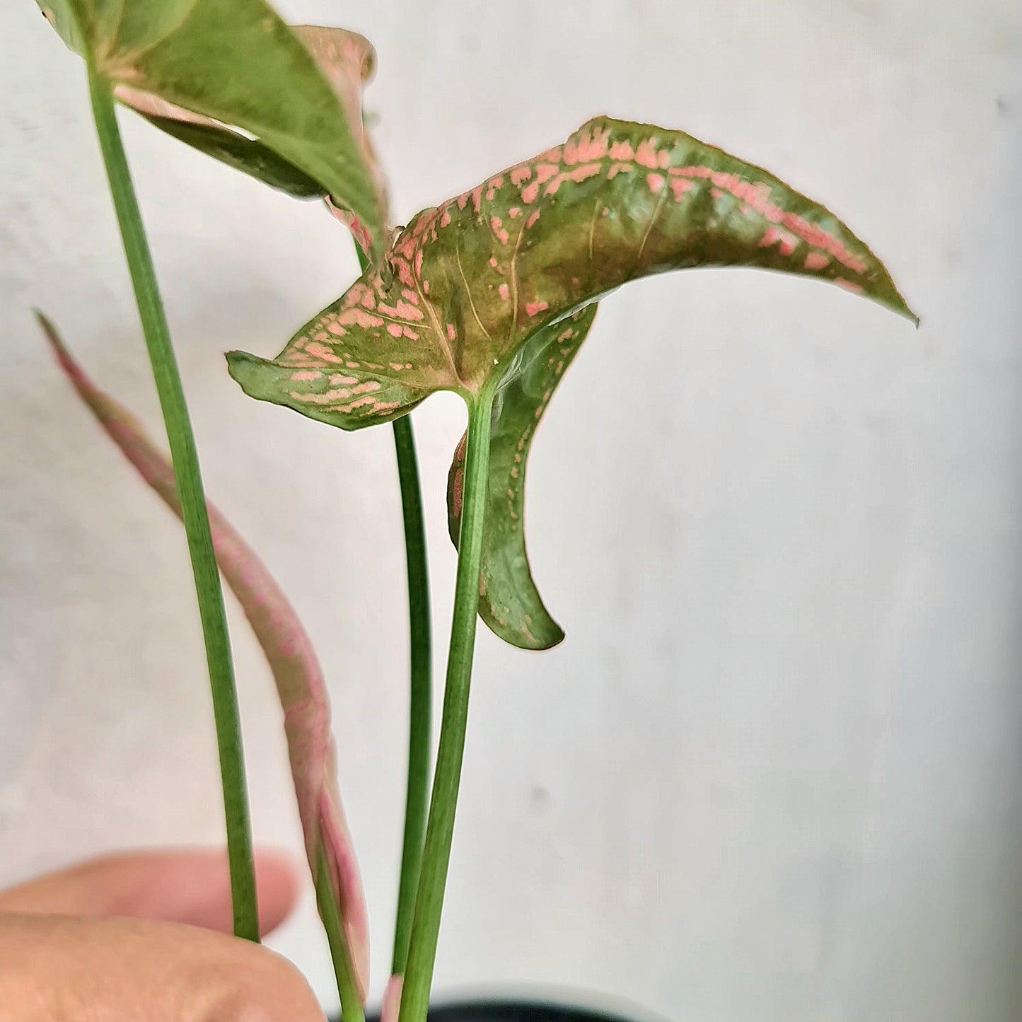Syngonium Mosaic Tropical Plants KOKONATPLANT