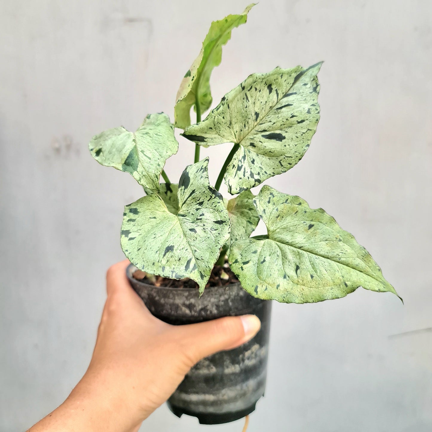 Syngonium Green Splash Tropical Plants KOKONATPLANT