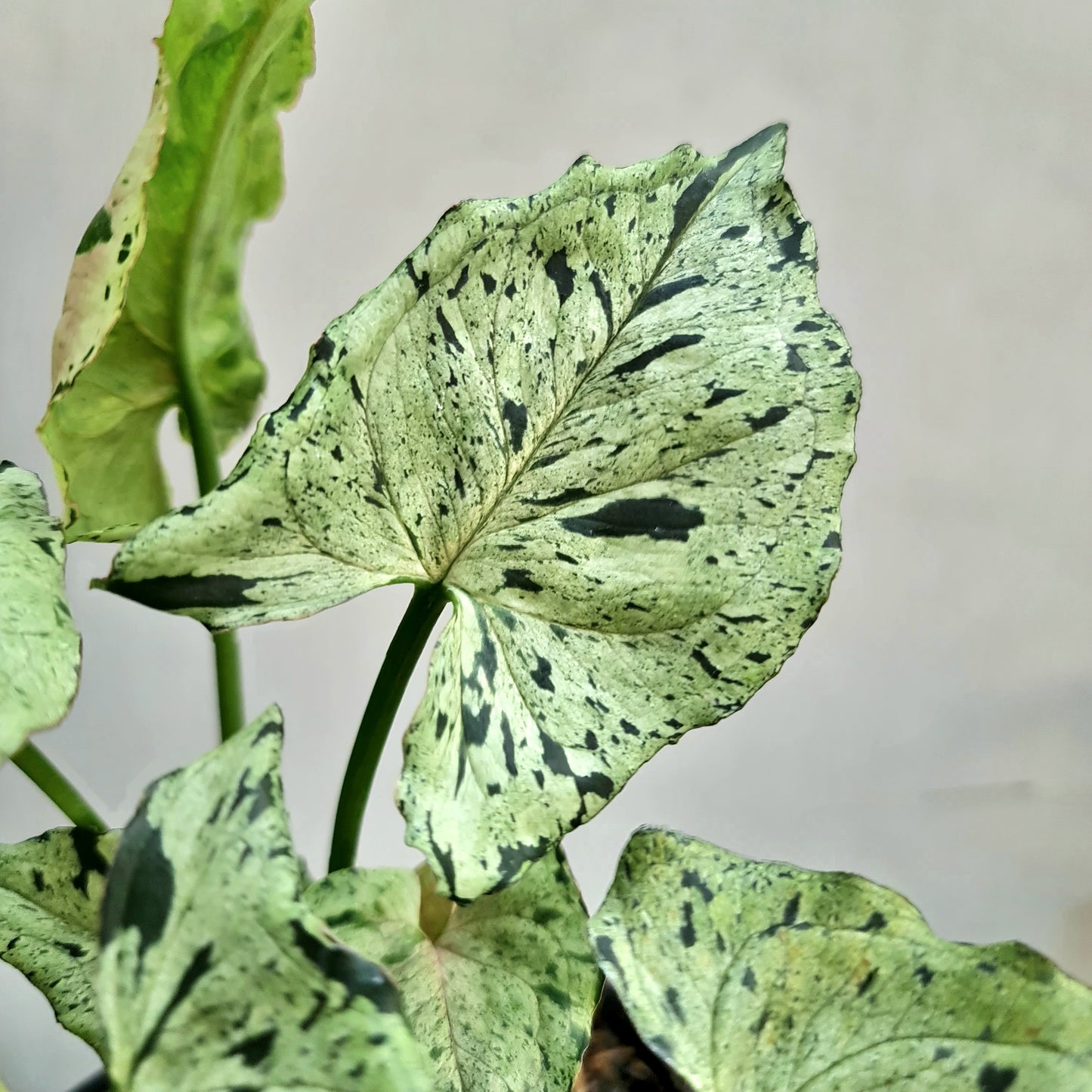 Syngonium Green Splash Tropical Plants KOKONATPLANT