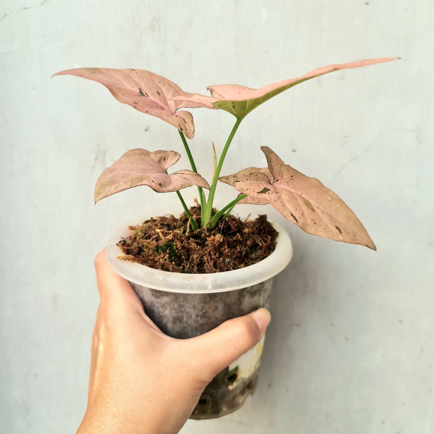 Syngonium Pink Emerald Tropical Plants KOKONATPLANT