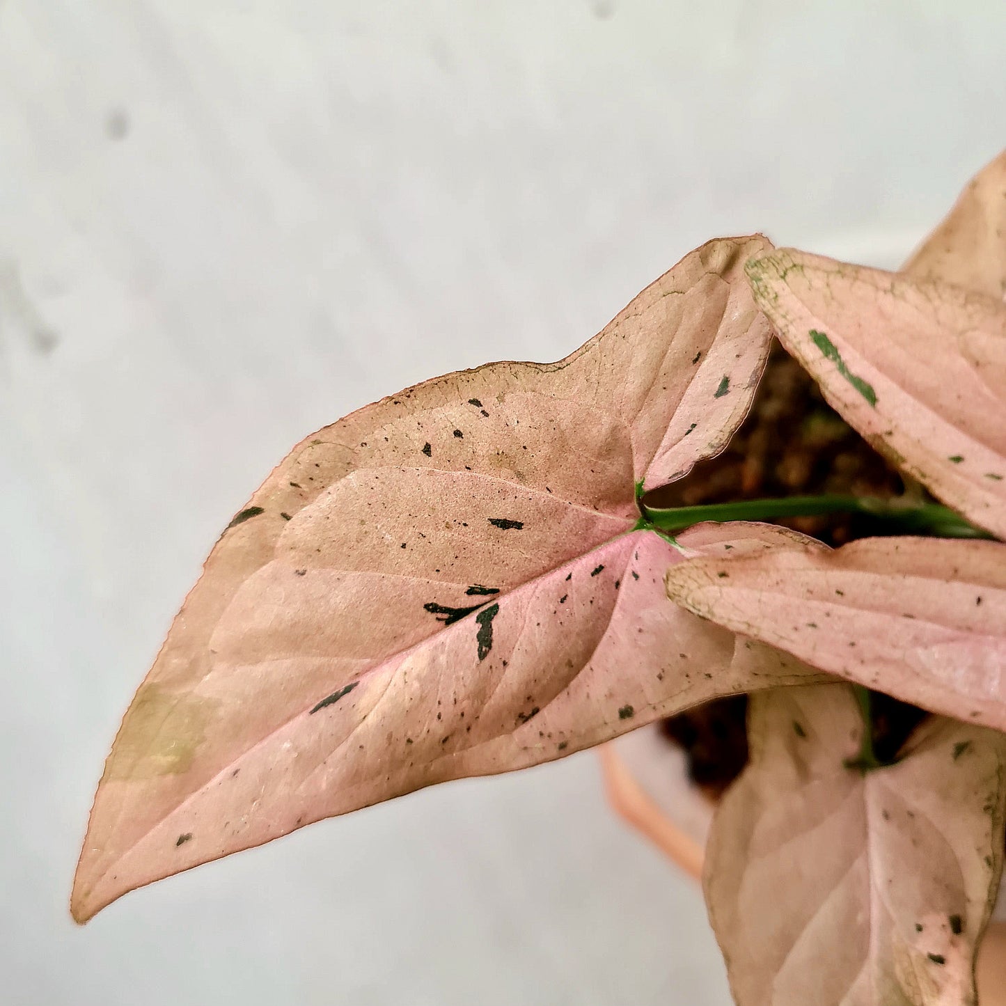 Syngonium Pink Emerald Tropical Plants KOKONATPLANT
