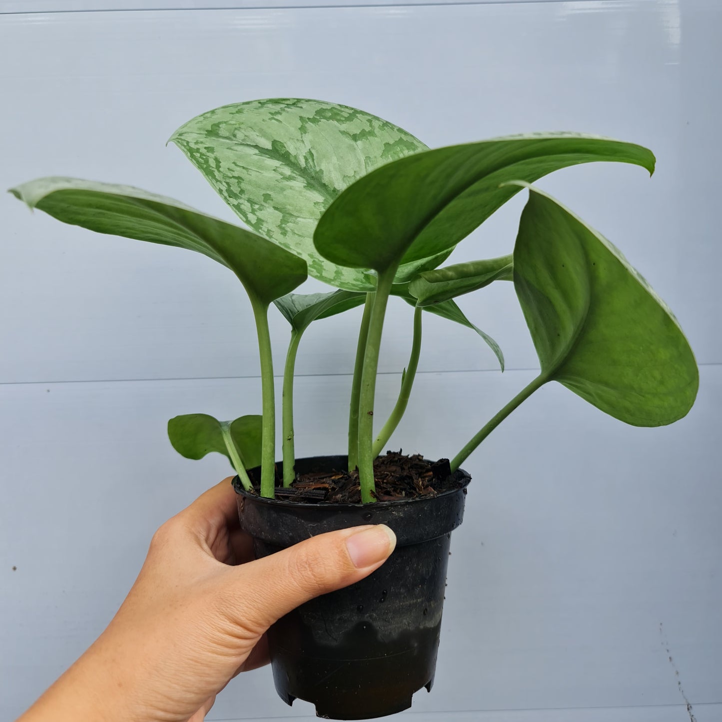 Scindapsus Silver Queen Tropical Plants