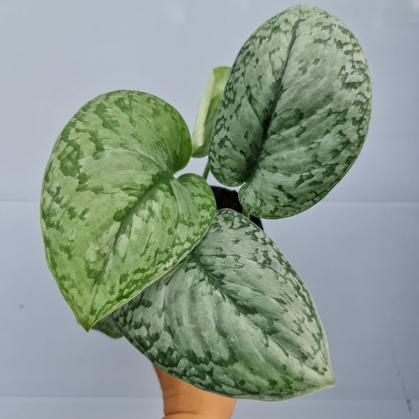 Scindapsus Silver Queen Tropical Plants