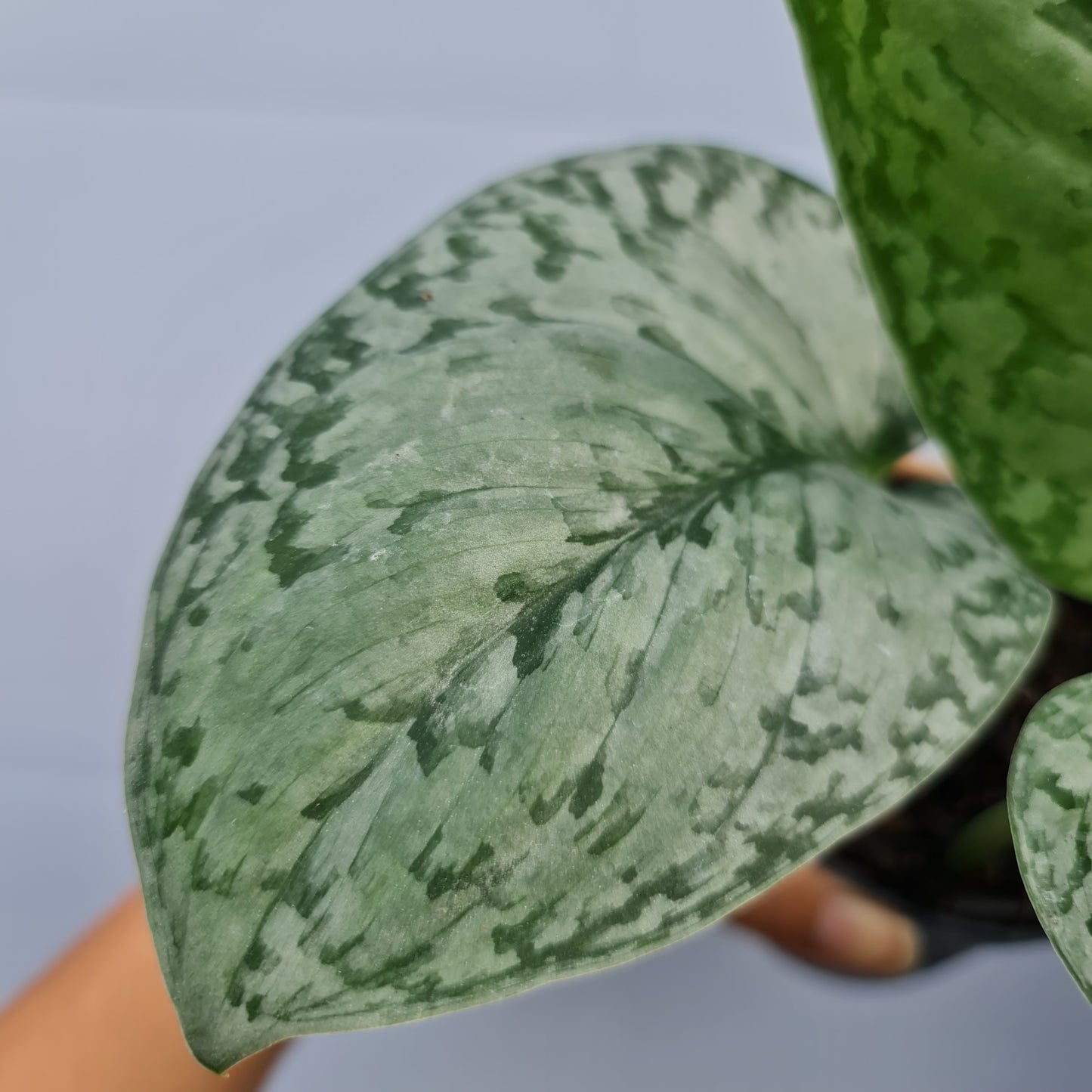 Scindapsus Silver Queen Tropical Plants