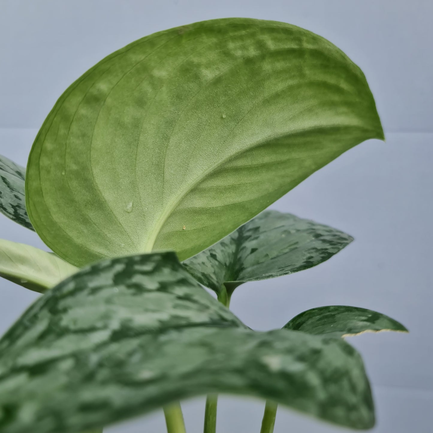 Scindapsus Silver Queen Tropical Plants