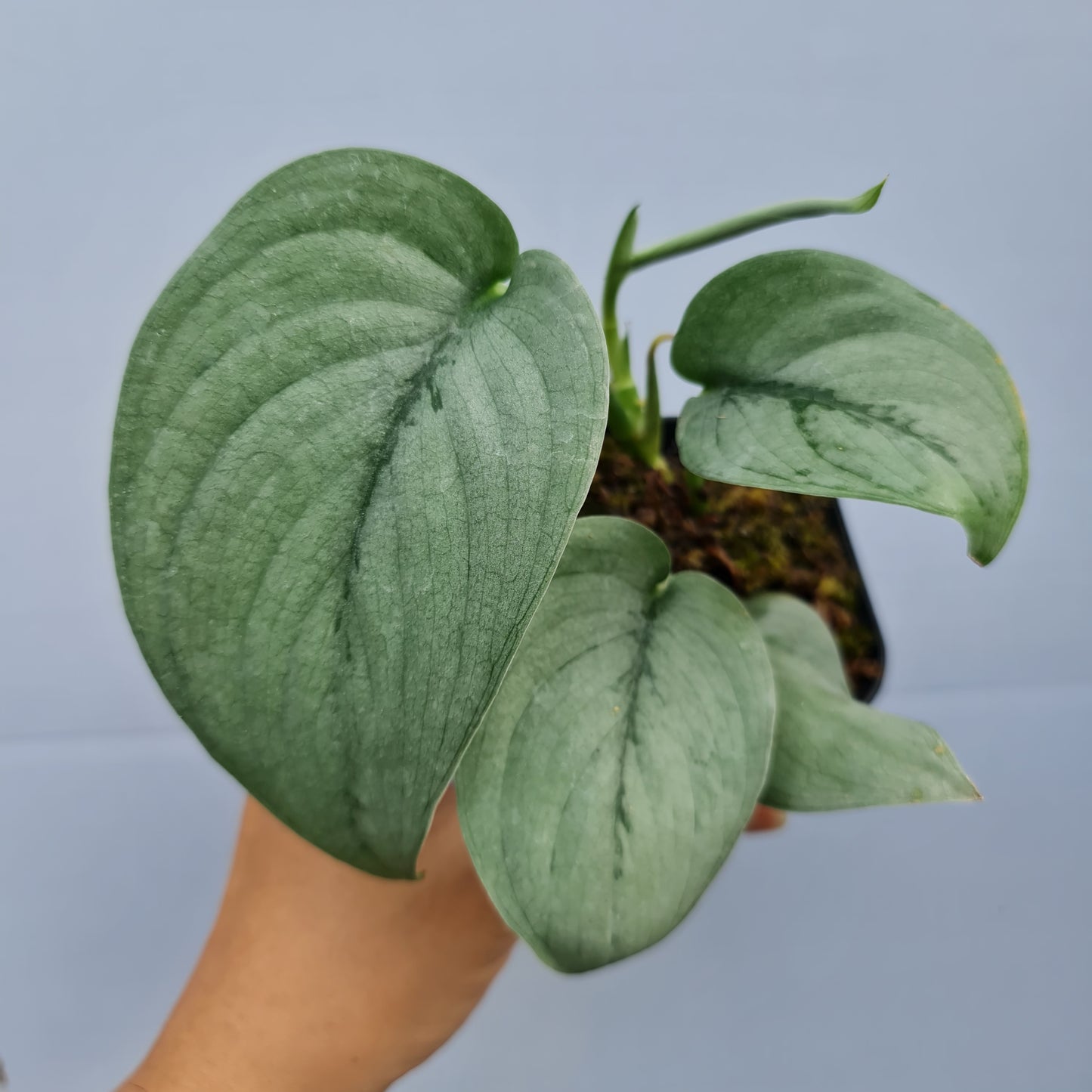 Scindapsus Silver Hero Tropical Plants KOKONATPLANT