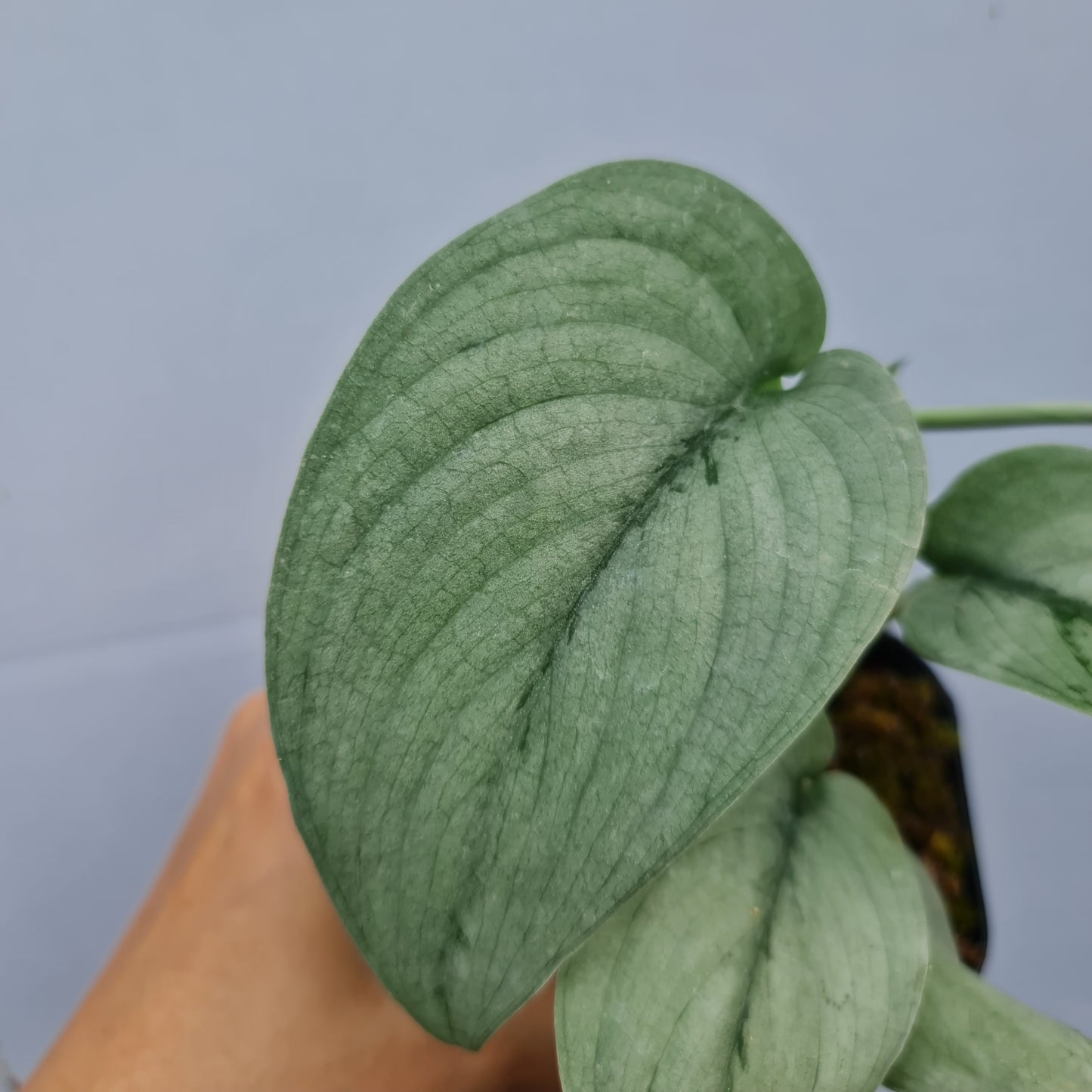 Scindapsus Silver Hero Tropical Plants KOKONATPLANT