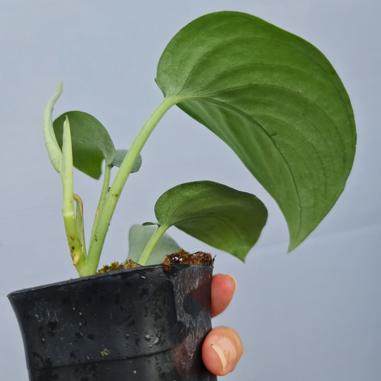 Scindapsus Silver Hero Tropical Plants KOKONATPLANT