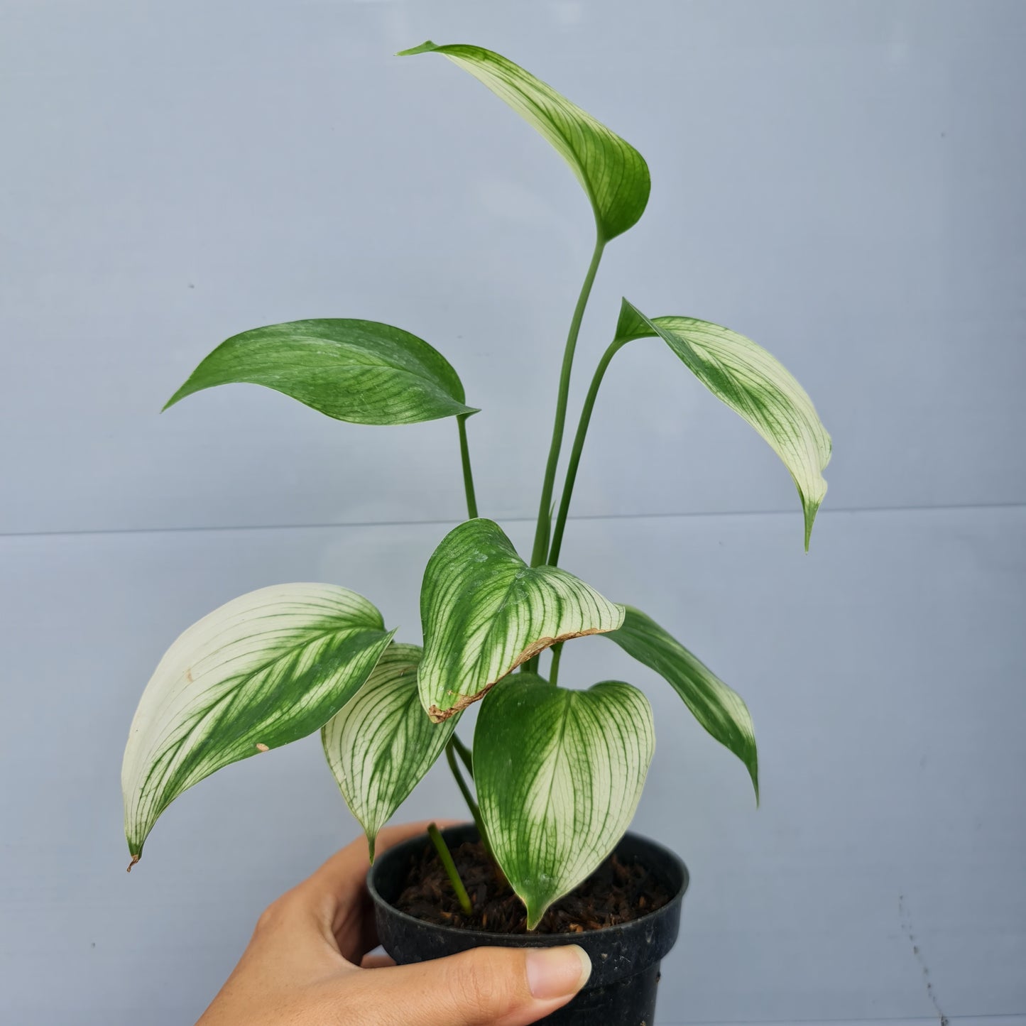 Scindapsus White Monster Tropical Plants KOKONATPLANT