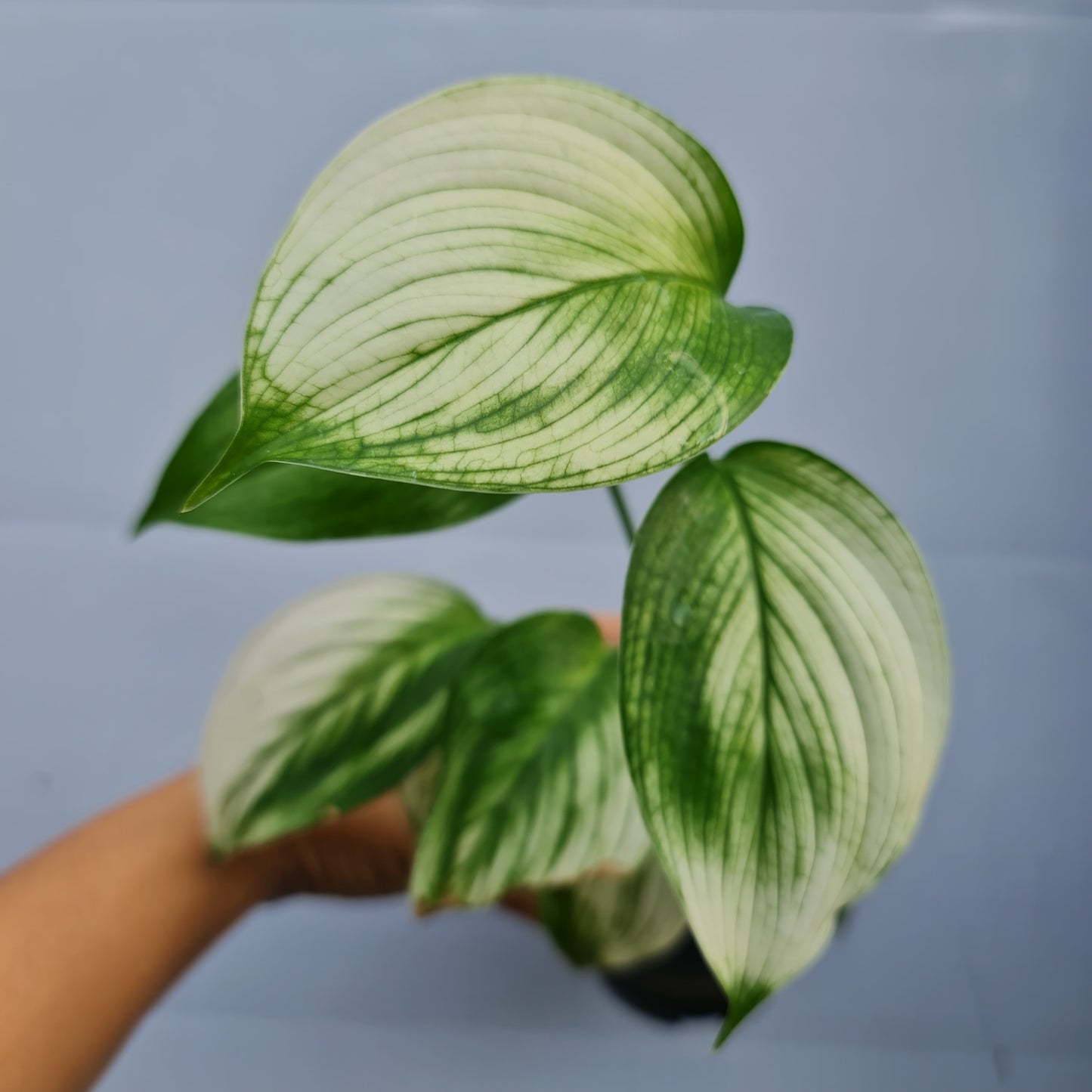 Scindapsus White Monster Tropical Plants KOKONATPLANT