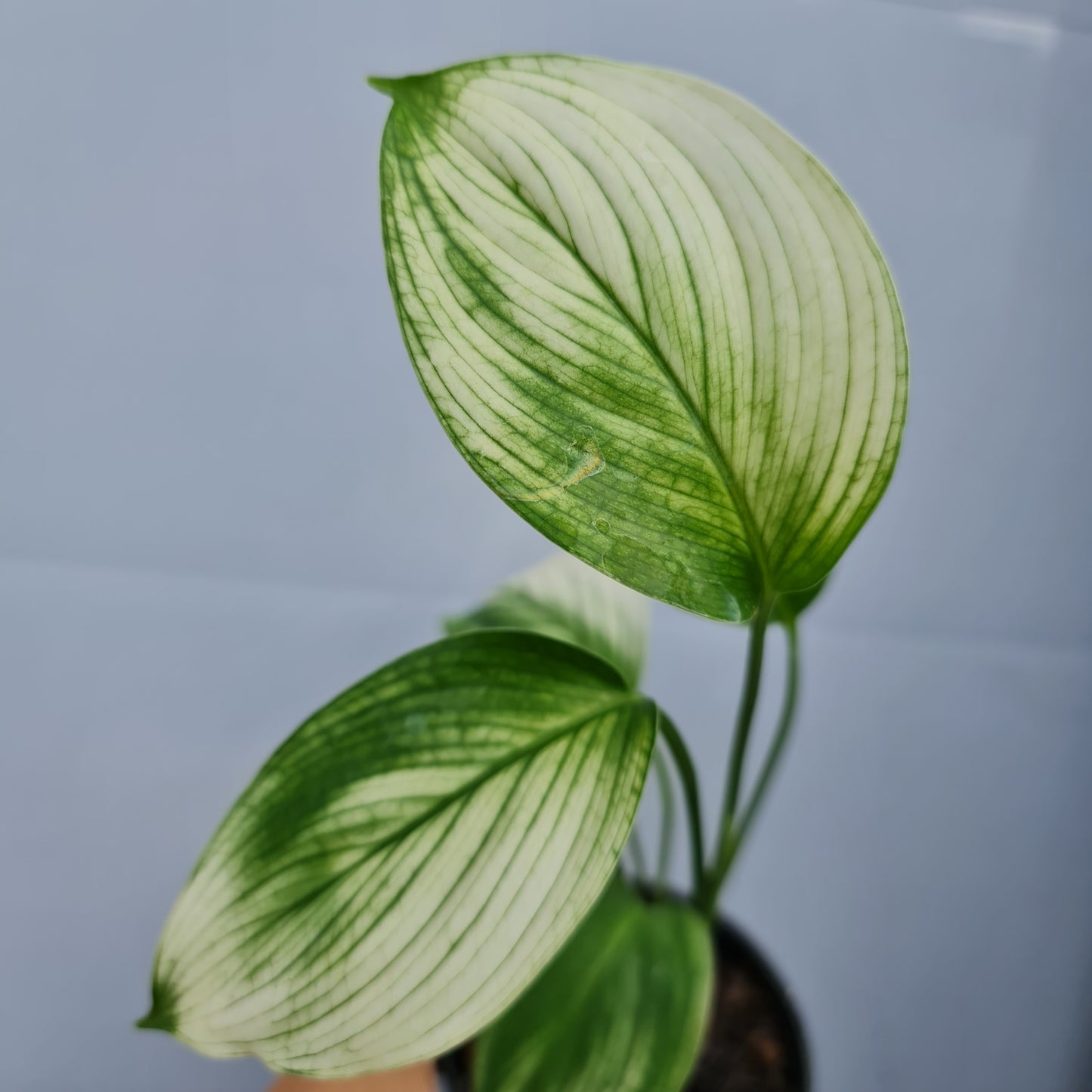 Scindapsus White Monster Tropical Plants KOKONATPLANT