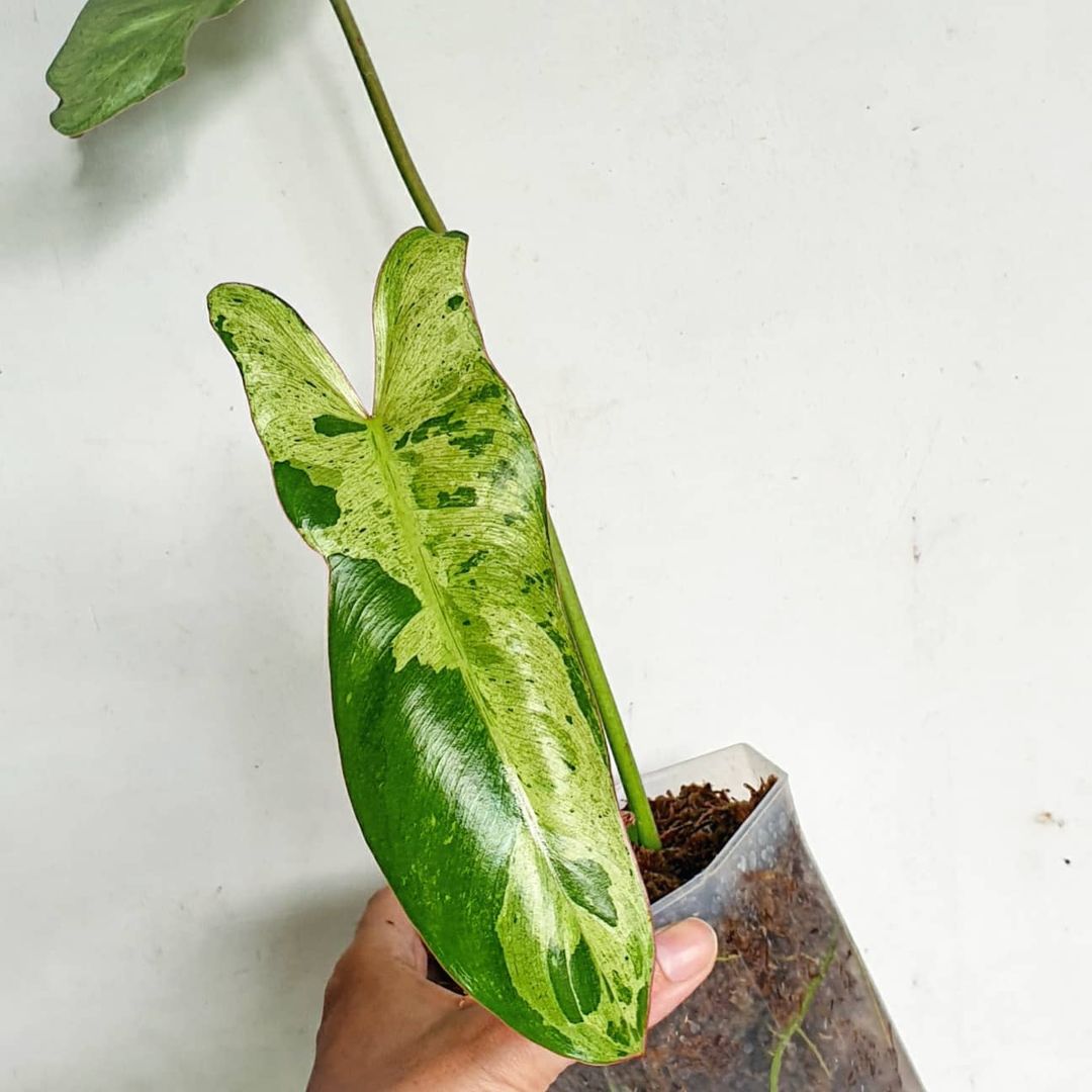 Philodendron Paraiso Verde Tropical Plants KOKONATPLANT