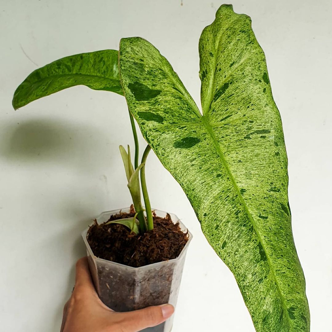 Philodendron Paraiso Verde Tropical Plants KOKONATPLANT