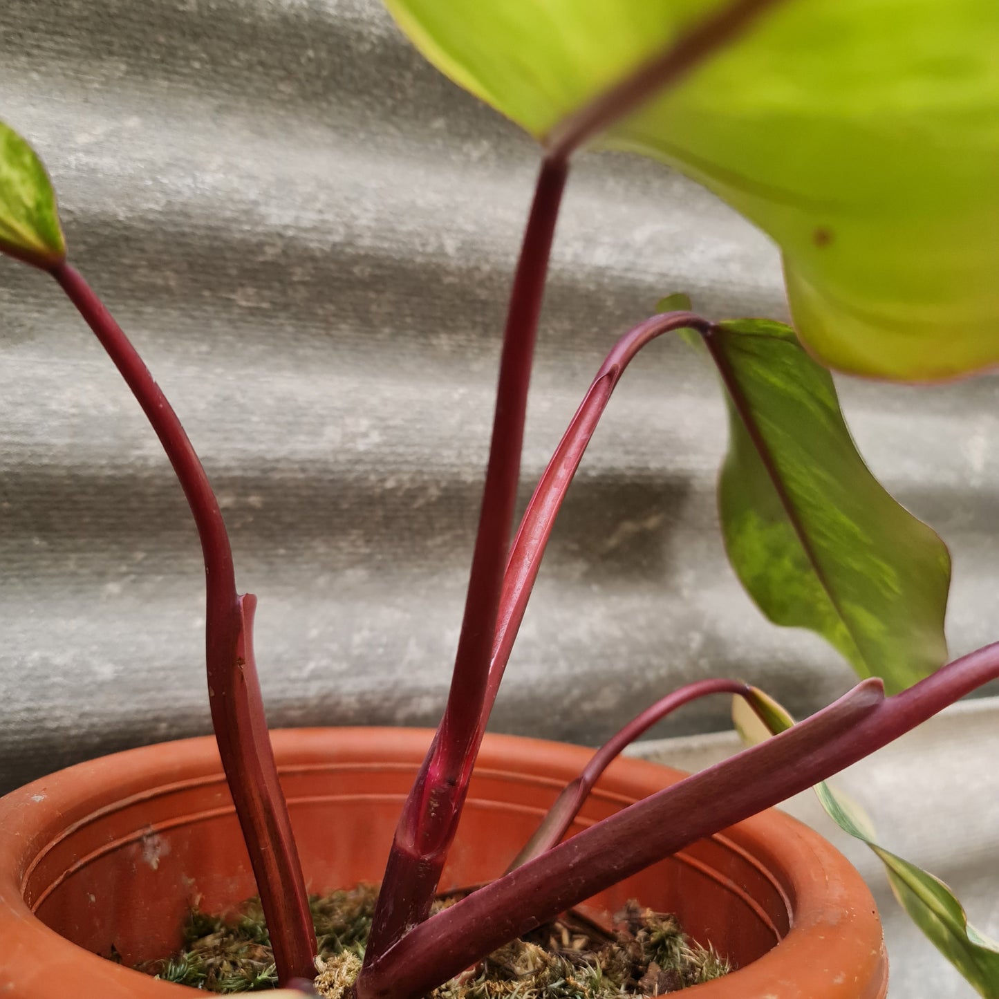 Philodendron Strawberry Shake Variegated Tropical Plants KOKONATPLANT
