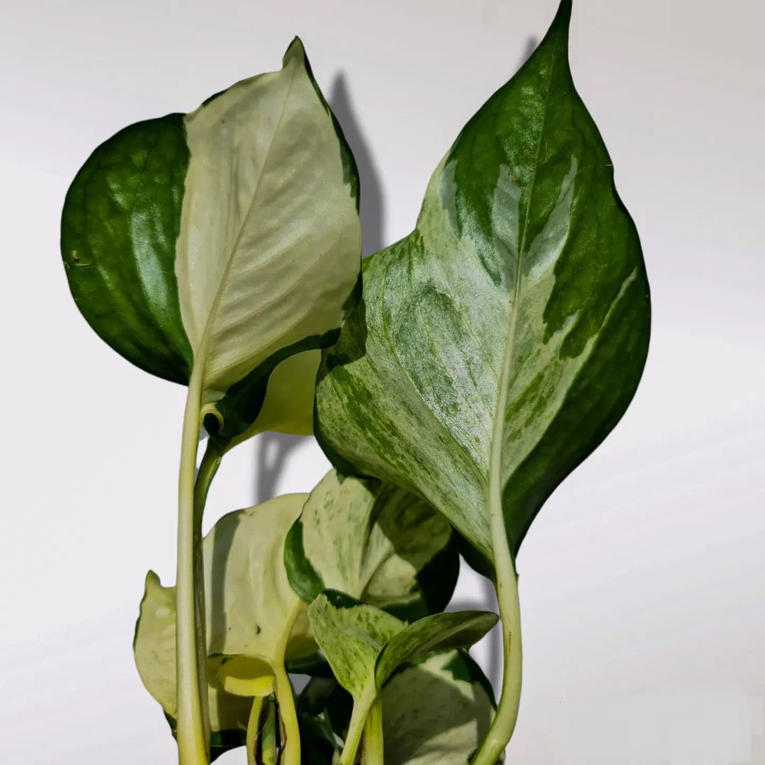 Epipremnum Manjula Pothos Variegated Small KOKONATPLANT