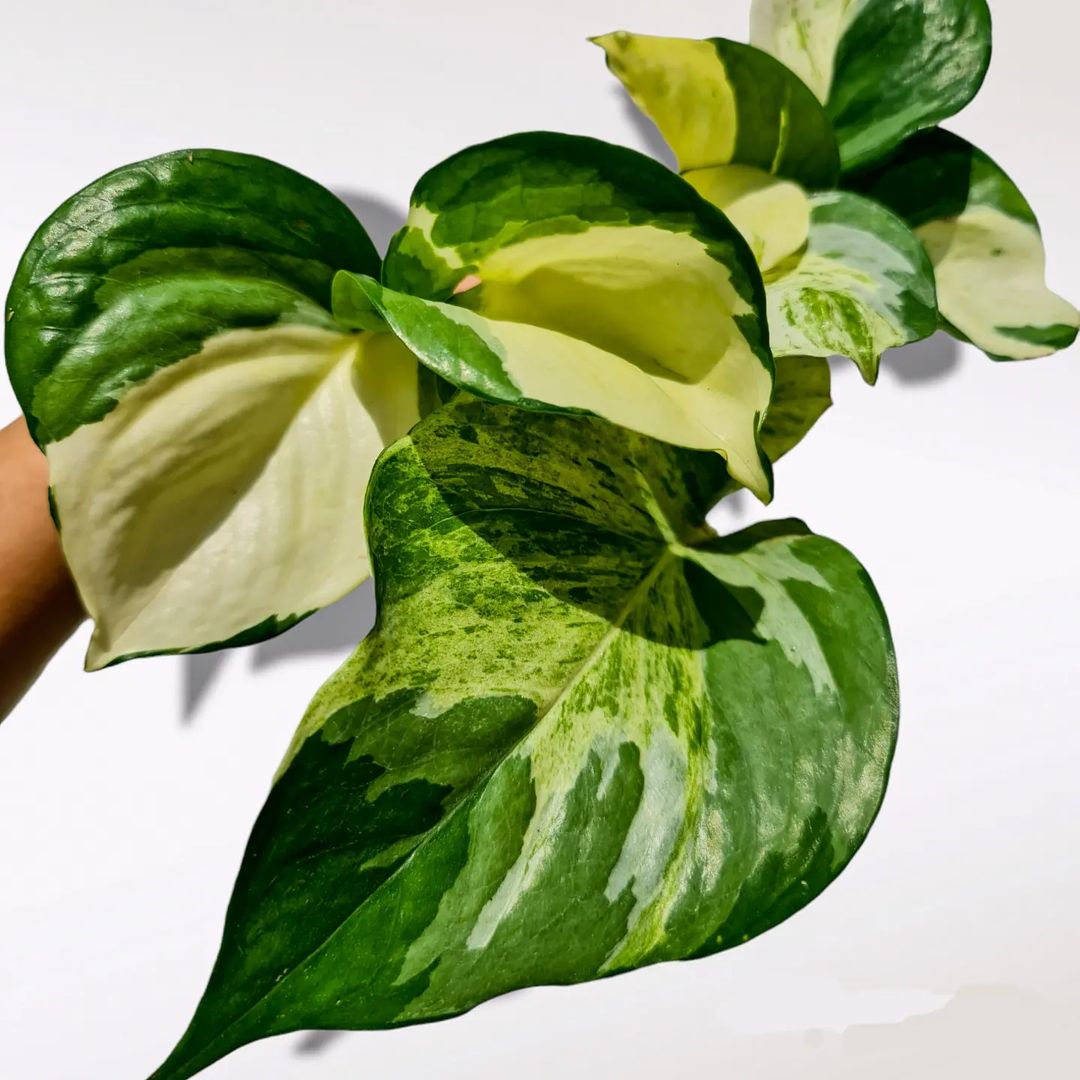 Epipremnum Manjula Pothos Variegated Small KOKONATPLANT