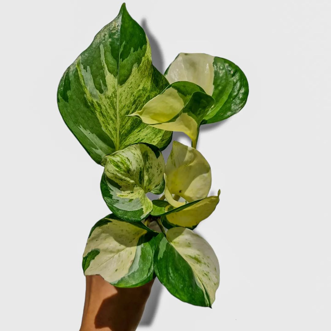 Epipremnum Manjula Pothos Variegated Small KOKONATPLANT