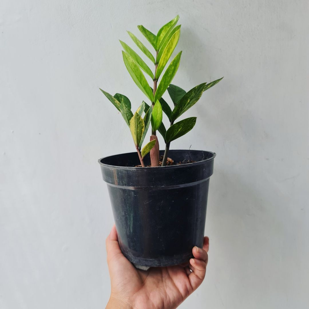 Zamiaculcas Zamiifolia Variegated Tropical plants KOKONATPLANT