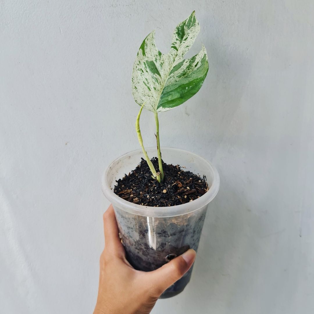 Epipremnum Pinnatum Marble variegated KOKONATPLANT