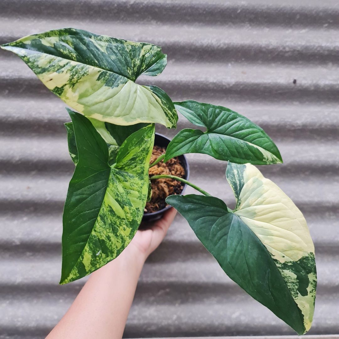 Syngonium Yellow Variegated syngonium aurea variegated Tropical Plants KOKONATPLANT