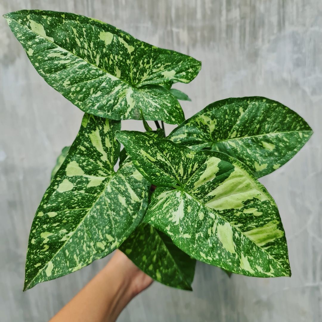 Syngonium Panda Galaxy War Variegated Tropical Plants KOKONATPLANT