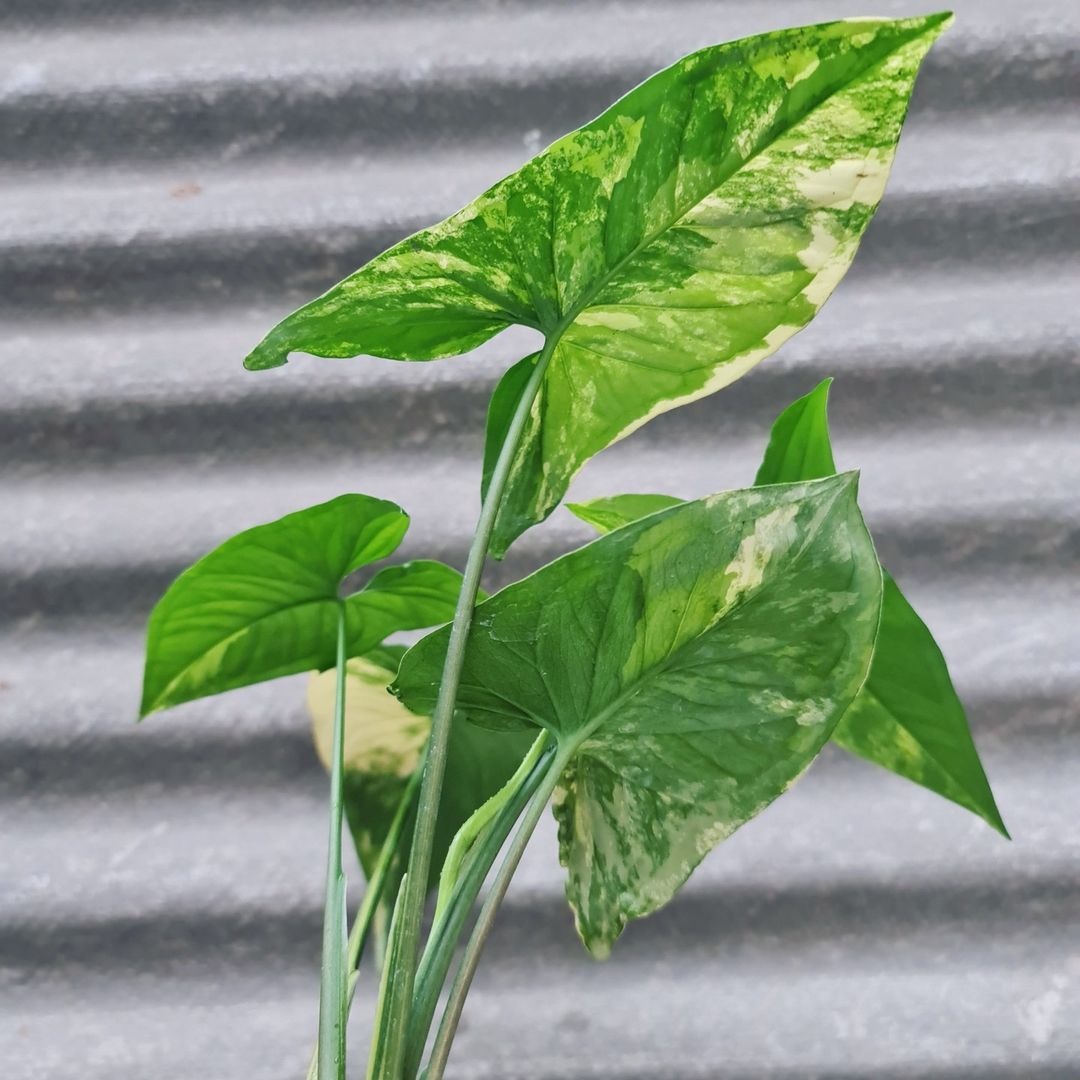 Syngonium Yellow Variegated syngonium aurea variegated Tropical Plants KOKONATPLANT