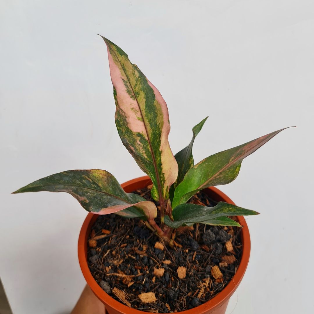 Anthurium Hookeri Pink Variegated Small KOKONATPLANT