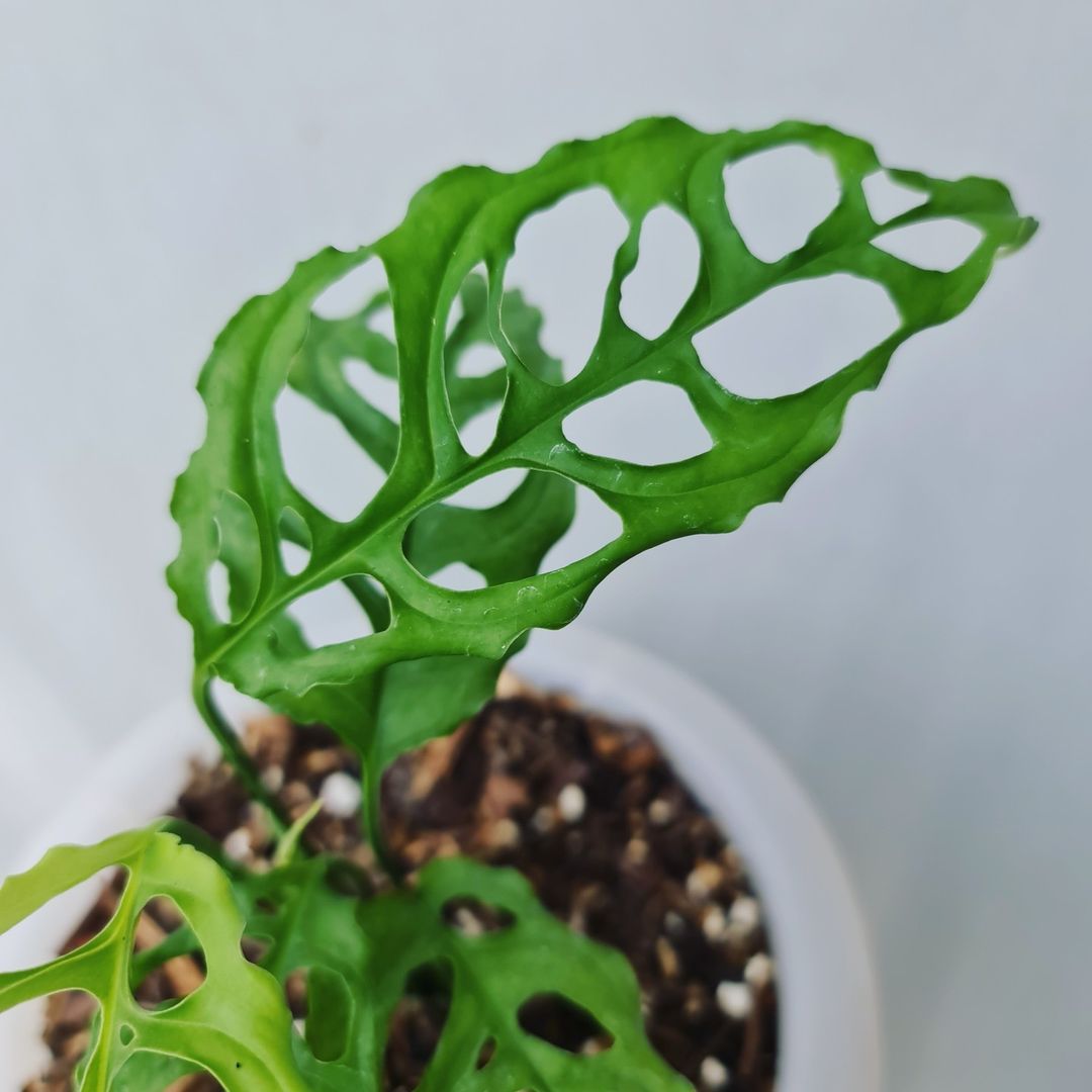 Monstera Obliqua Peru Tropical Plants KOKONATPLANT