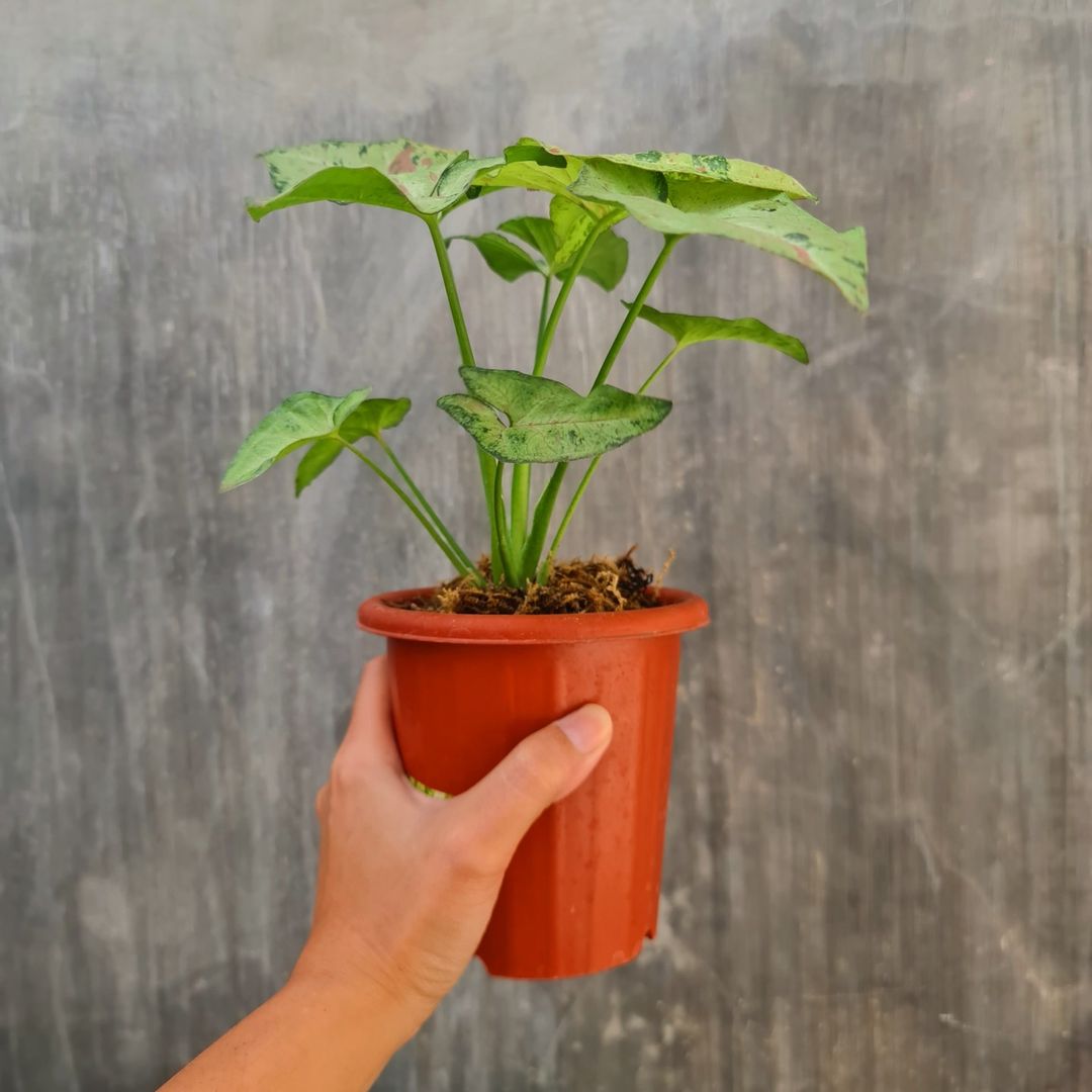 Syngonium Confetti Tricolor Variegated Tropical Plants KOKONATPLANT