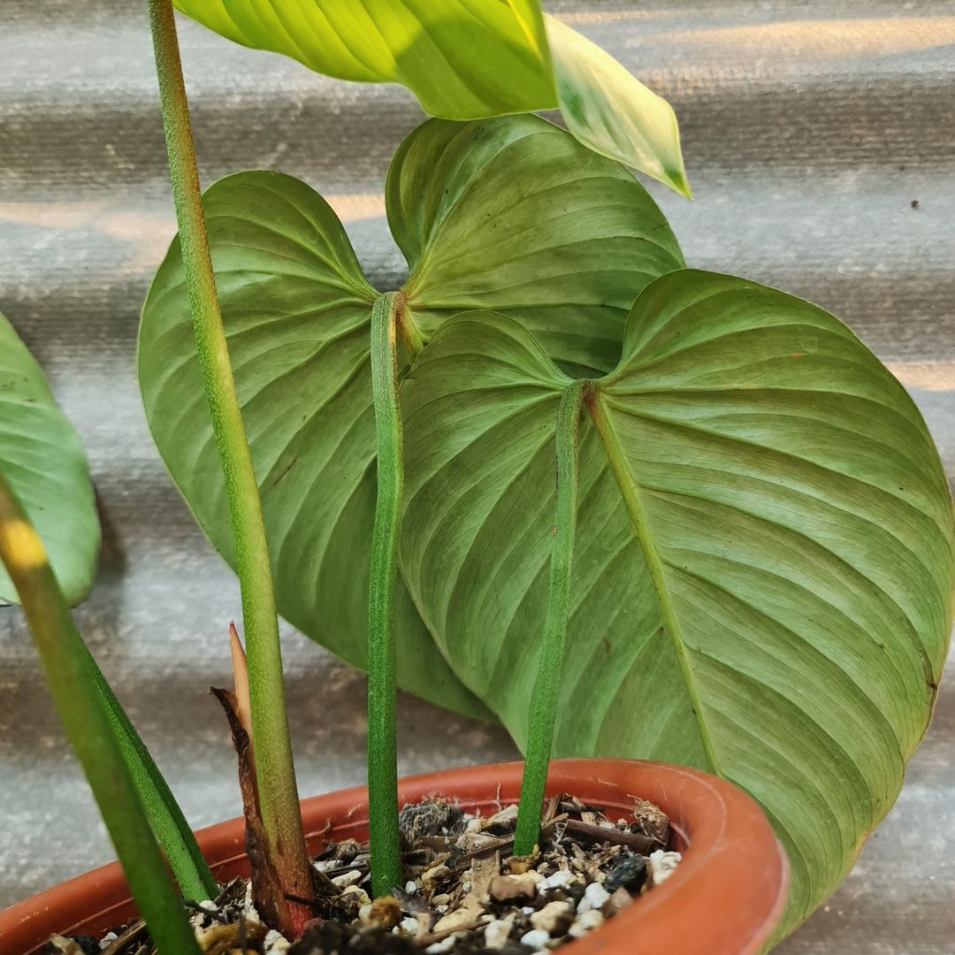 Philodendron Sodiroi KOKONATPLANT