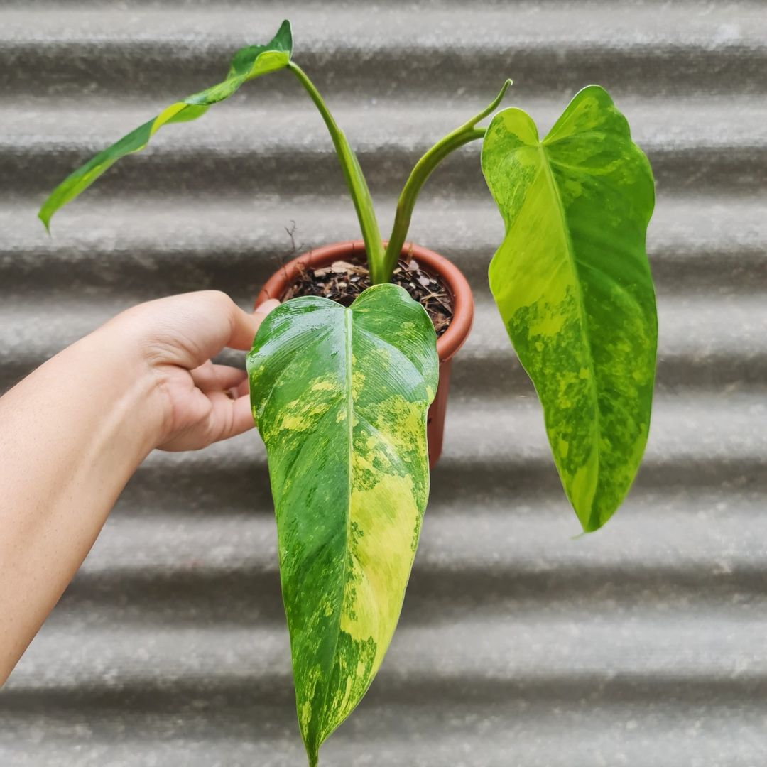 Philodendron Domesticum Variegated Tropical Plants KOKONATPLANT