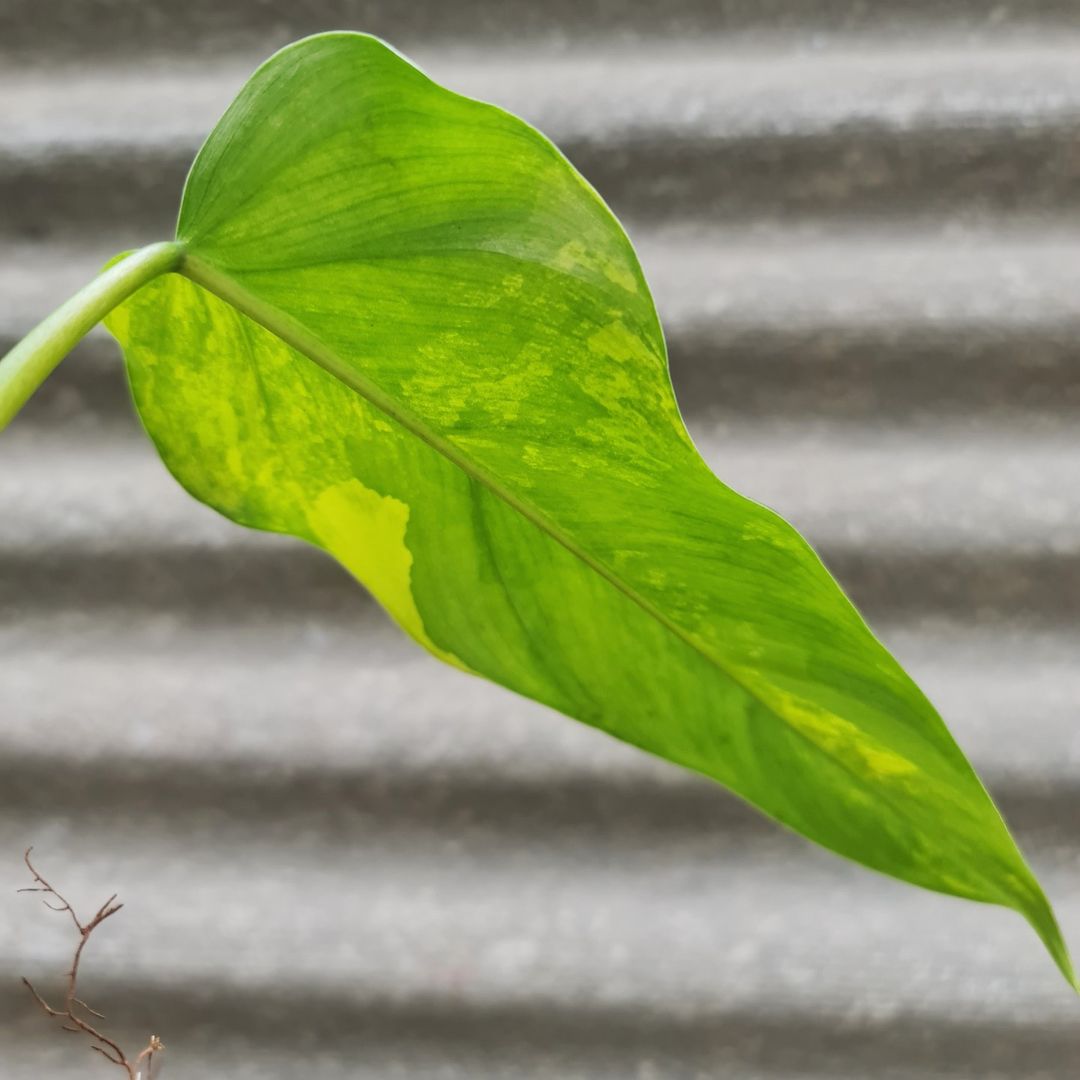 Philodendron Domesticum Variegated Tropical Plants KOKONATPLANT